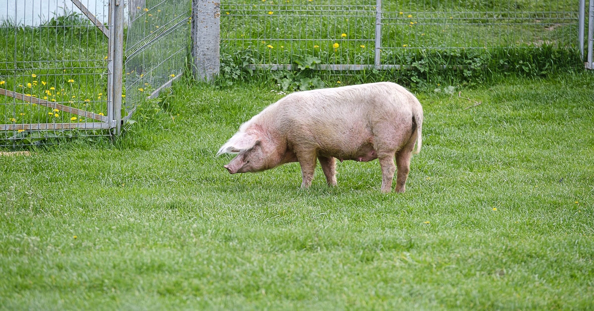 Feloldották a karantént Alcsíkon